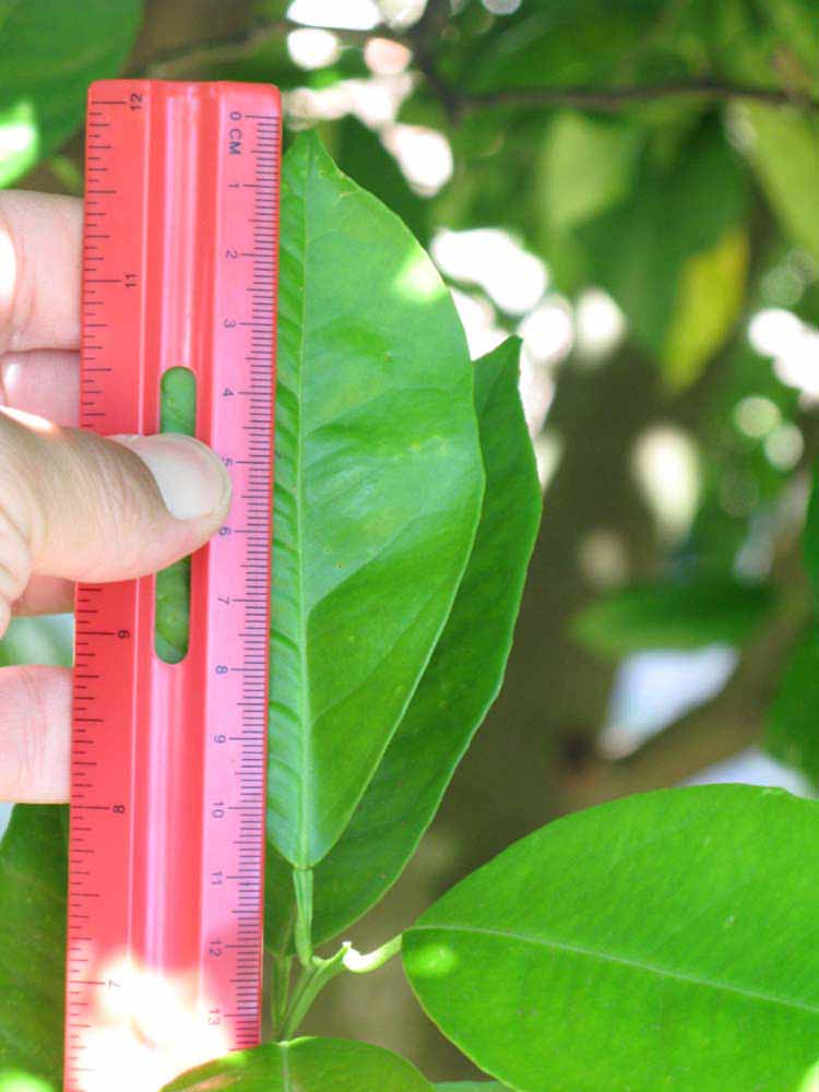              Unifoliolate leaf (Winter Haven, FL)       